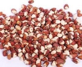 红小豆杂交种(红小豆好种吗)图1