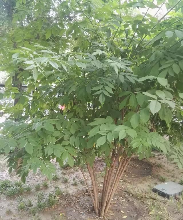 接骨木是爬墙的植物吗,马尿骚和接骨木是一种植物吗图8