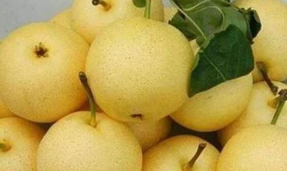秋冬润肺、止咳化痰的食物一梨