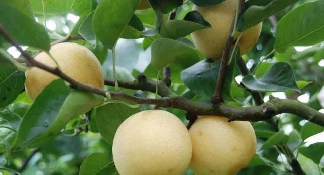 秋冬润肺、止咳化痰的食物一梨