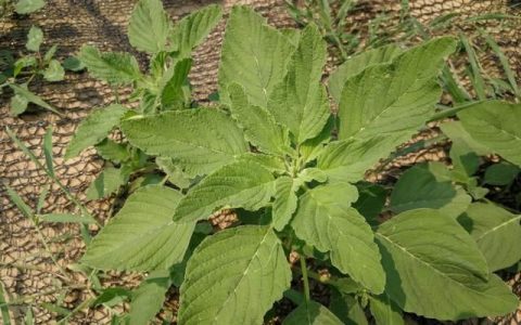 仁青野菜有什么营养(野菜大叶青怎么做好吃)