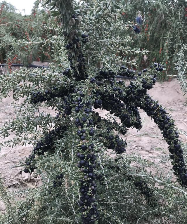 曾经炒成天价的黑枸杞，如今却跌下神坛，种植户：太难了