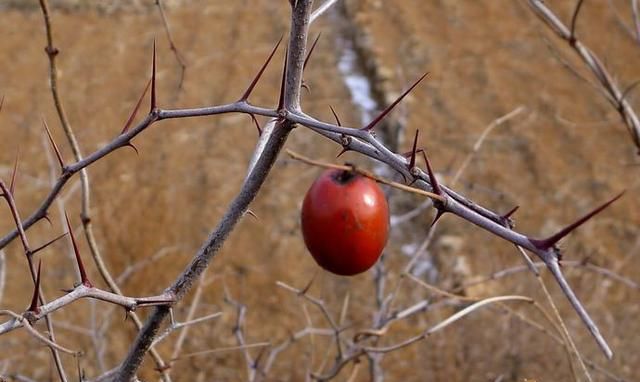 农村土生土长的酸枣树浑身是宝，就连它的刺都有你意想不到的用处