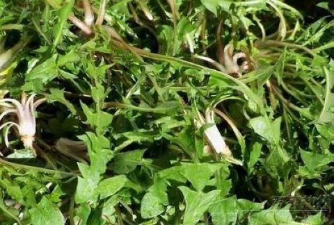 东北田间十大野菜，你认识几种？