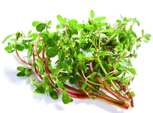 东北田间十大野菜，你认识几种？