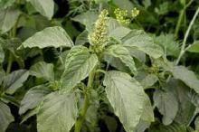 东北田间十大野菜，你认识几种？