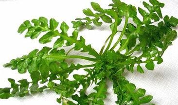 东北田间十大野菜，你认识几种？