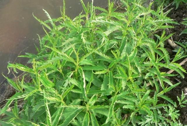 东北田间十大野菜，你认识几种？