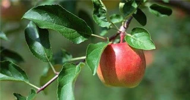 苹果在古代不叫“苹果”，古人取了个很唯美的名字，日本沿用至今