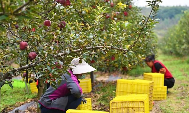 美国蛇果77一斤，中国花牛7块一斤，网友：“一样的”苹果凭什么