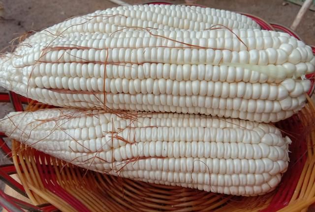 鲜玉米如何保存(怎么保存鲜玉米饵料)图6