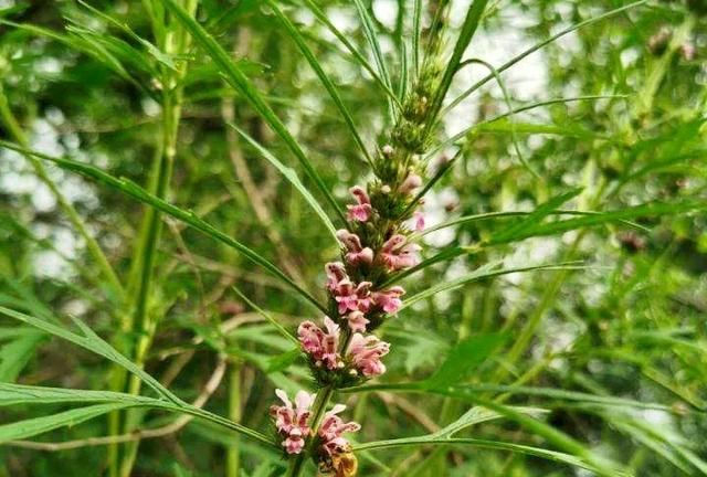 益母草是什么草药(益母草草药怎样煎)图2