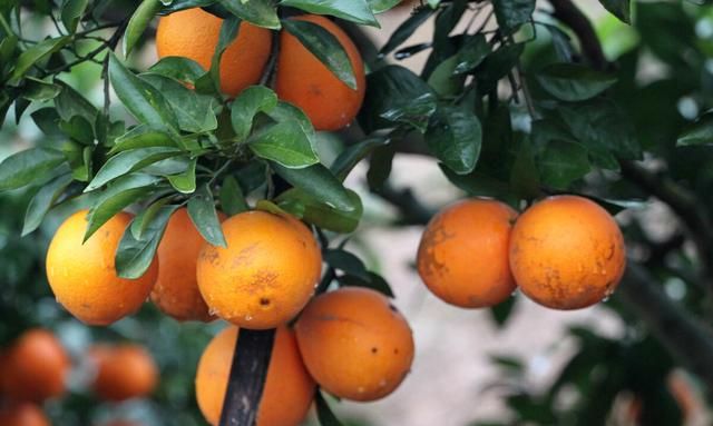 买橙子时，血橙和脐橙有啥不同？营养差别大，学会别再乱买了