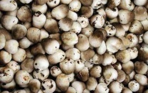 怎样提高草菇的产量,怎么种植草菇产量多呢
