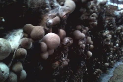 怎样提高草菇的产量,怎么种植草菇产量多呢图3