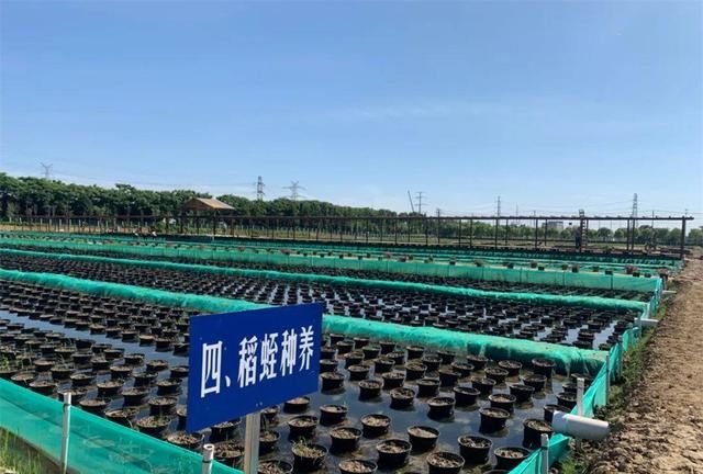 蚂蟥干800元1斤，能年赚100万的“蛭”富经，为何农民不敢养了？