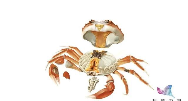 刚死的螃蟹能吃吗？哪些部位不能吃？误食后果很严重……