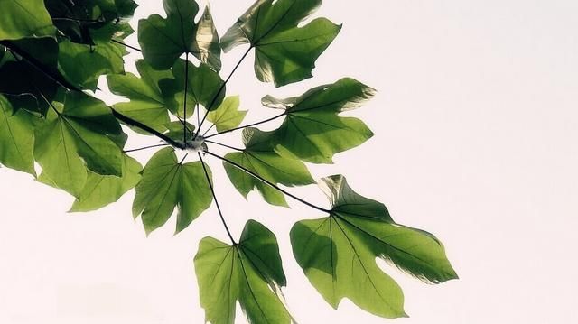 梧桐是什么(梧桐是什么类植物)图3