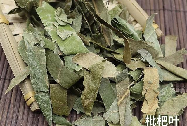 每天学习一味中药——枇杷叶