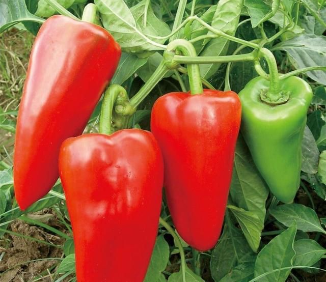 菜椒你们家是如何做着吃的呢,菜椒怎么做更好吃图12