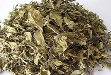 鹿衔草对肝肾的作用,鹿衔草治疗腰痛的妙用图2