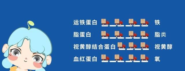 营养小课堂│3分钟了解蛋白质是什么？