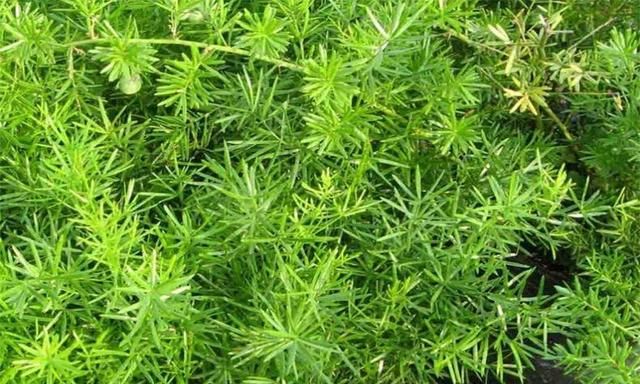 天门冬有什么药用价值,天门冬块根有什么药用价值图2