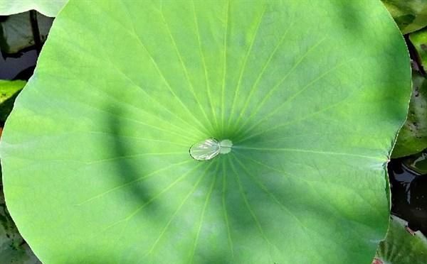 健脾清热解暑，它的花、叶、果都是宝！农村家里都有，儿时的味道