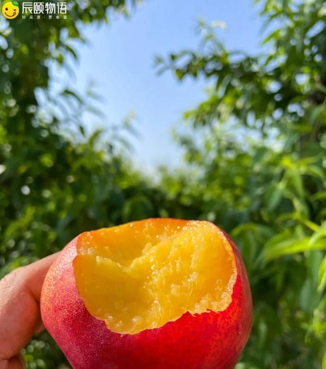 什么样的油桃最好吃啊(什么样的油桃最好吃)图5