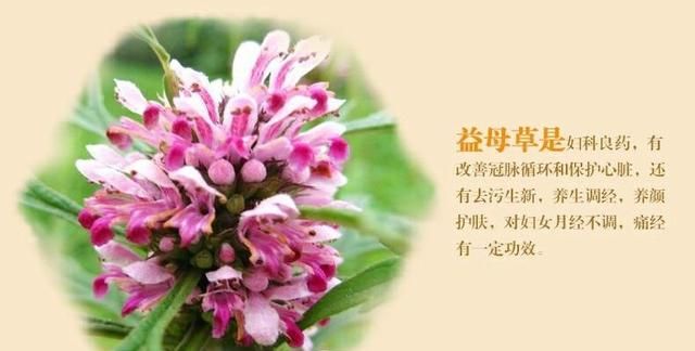 对女性有益的益母草
