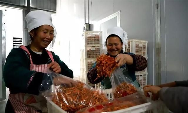 小小蛹虫草，全身都是宝，三都人知道吗？