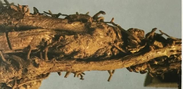苦到让人说不出话的黄连，来看看它的药用价值！