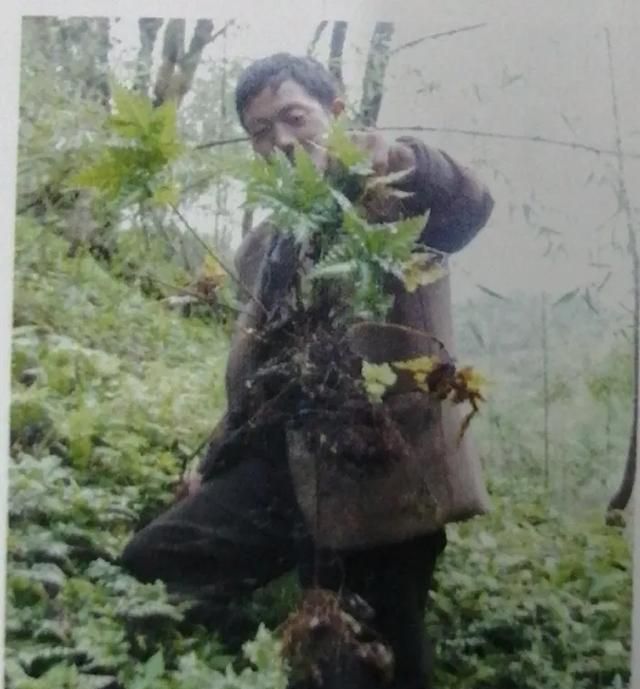 苦到让人说不出话的黄连，来看看它的药用价值！