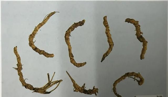 苦到让人说不出话的黄连，来看看它的药用价值！