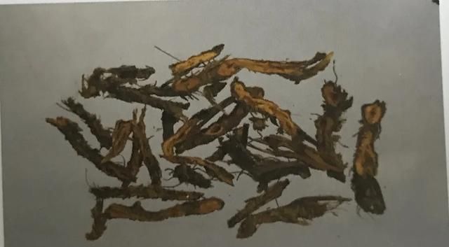 苦到让人说不出话的黄连，来看看它的药用价值！