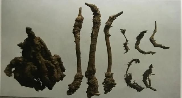 苦到让人说不出话的黄连，来看看它的药用价值！