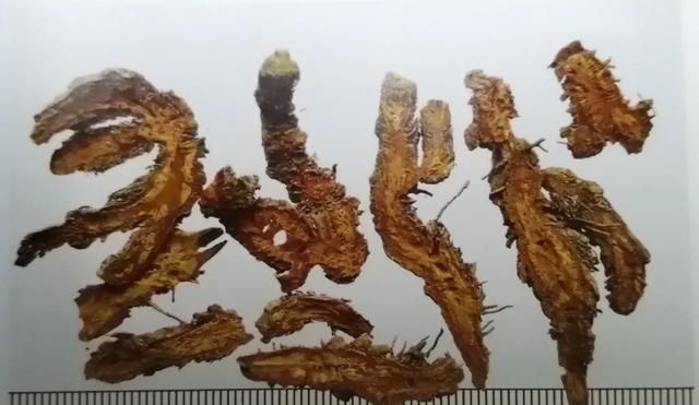 苦到让人说不出话的黄连，来看看它的药用价值！