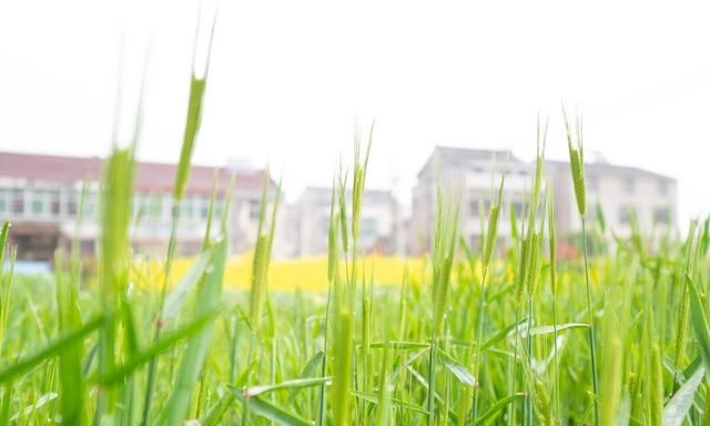 五谷养生：燕麦