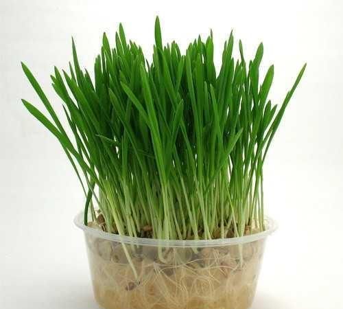 小麦草的功效和作用,小麦草磨粉功效图4