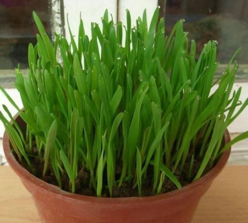 小麦草的功效和作用,小麦草磨粉功效图5