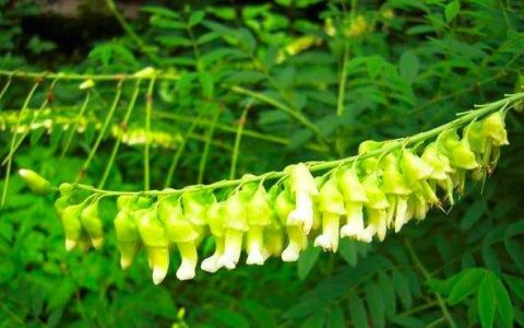 怎样种植黄芪药材,什么地最适合种植苦参