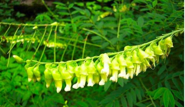 怎样种植黄芪药材,什么地最适合种植苦参图1