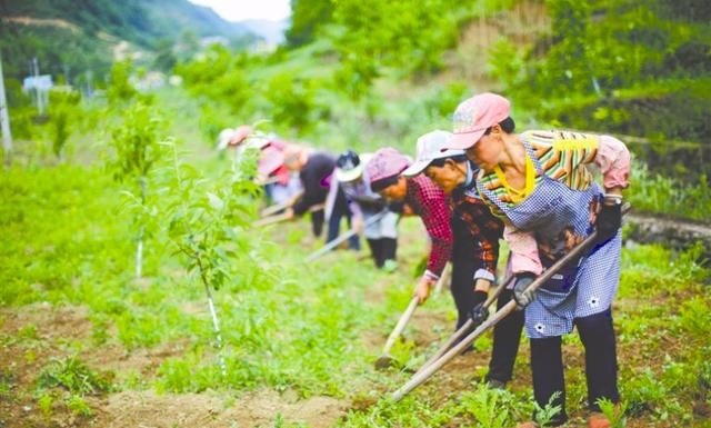 怎样种植黄芪药材,什么地最适合种植苦参图4