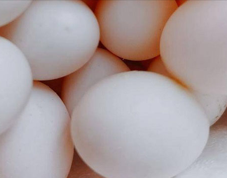 鸽子蛋要怎么吃？鸽子蛋和鹌鹑蛋有什么区别？