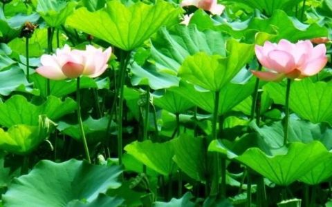 荷花栽进土里多少水合适呢(荷花土栽好还是水栽好)