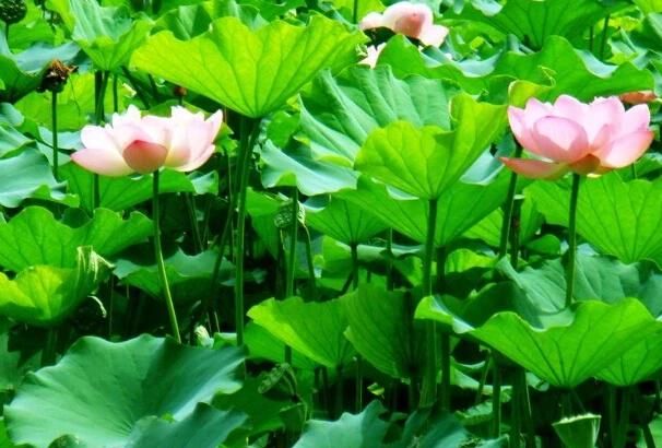 荷花栽进土里多少水合适呢(荷花土栽好还是水栽好)图1