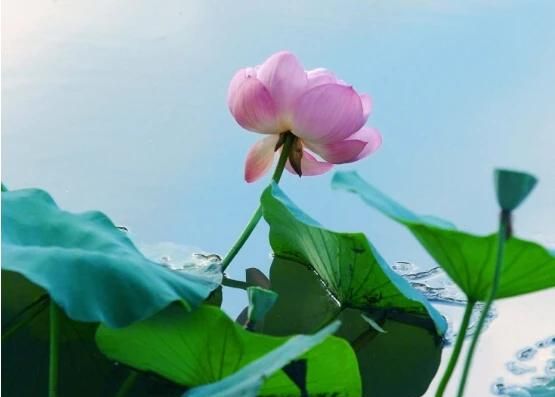 荷花栽进土里多少水合适呢(荷花土栽好还是水栽好)图3