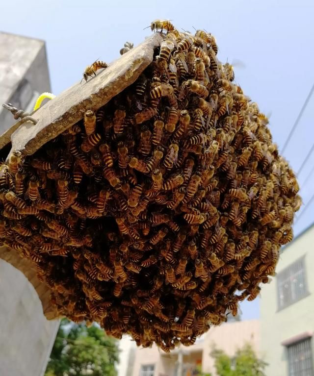 中蜂出现很多幼虫掉箱底怎么办,蜜蜂出了很多雄蜂要怎么处理图2
