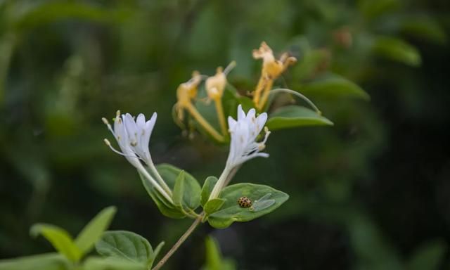 本草小课堂 | 清热解毒良药——金银花