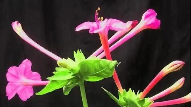 植物地雷花有什么用(地雷花的叶子有什么用处)图2